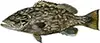 Gag Grouper bottom fishing Wilmington NC