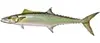 King Mackerel Wilmington fishing charter