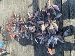 2021 Carolina Beach Fishing Photo - Wild Rover III